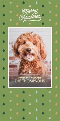 Fun Preppy Pet Christmas Photo Card, Square, 4x8